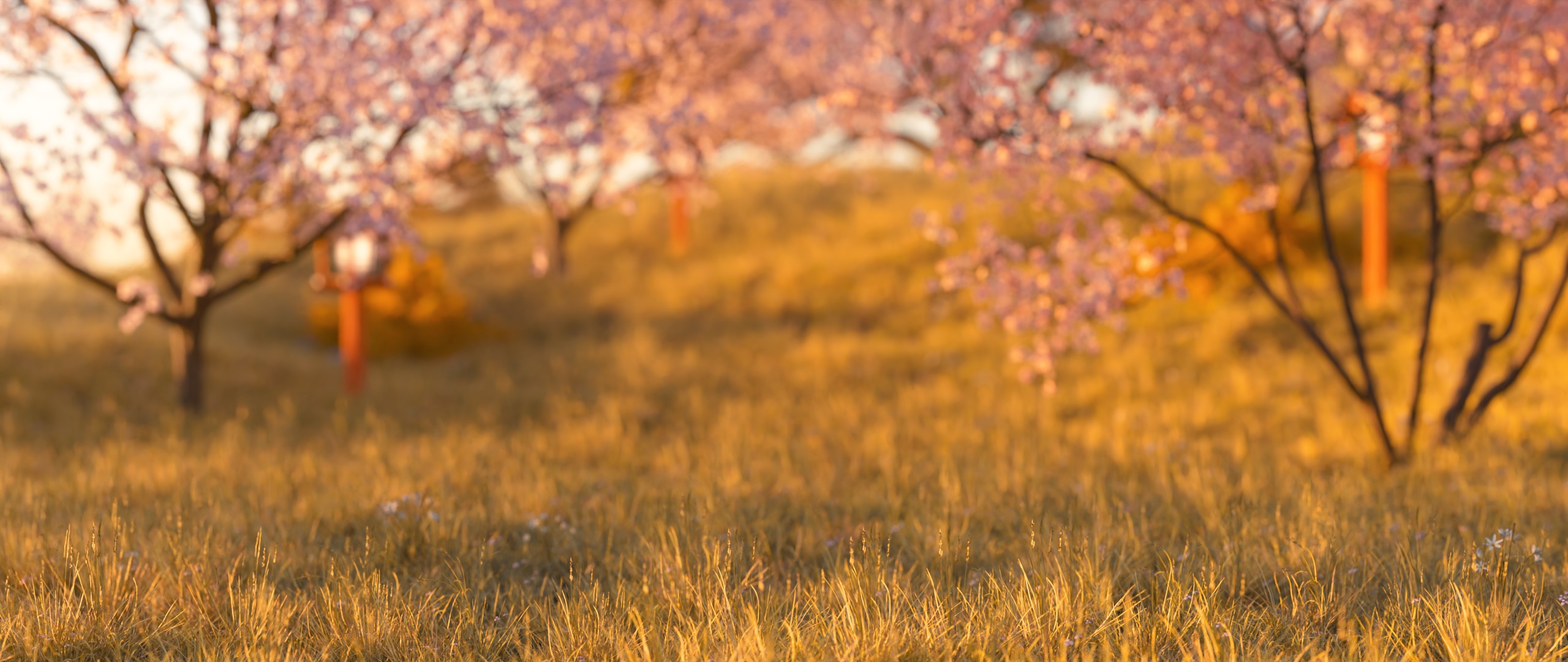 A photo of a cherry blossom grove at sunset